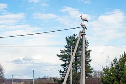 A pair of storks arrived to build a nest blue sky with white clouds