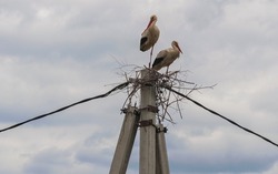 A pair of storks arrived to build a nest blue sky with white clouds