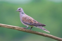 European turtle dove on a perch, cloudy soft light, early morning, stunning wildlife, european side view