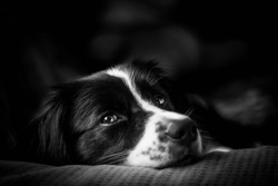 Emotion photo down black and white border collie