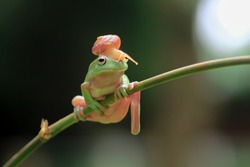 tree frog, snail