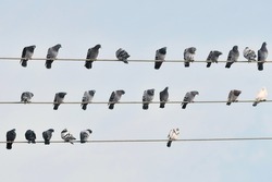 Birds on power lines. A flock of pigeons sitting on wires. A group of gray birds with a few white birds