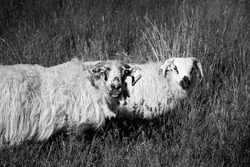 A monochromatic photo of two white woolly sheep standing in tall grass looking curiously at the camera.  