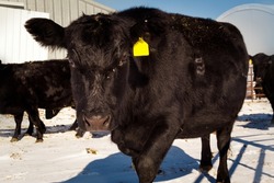 A purebred black Angus cow looks curiously at the camera as she is walking towards it on a sunny winter's day.  More of the herd is soft focused in the background.  