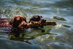 Two Labrador retriever dogs swimming in a lake with a stick that they just retrieved on a beautiful sunny summer's day.  