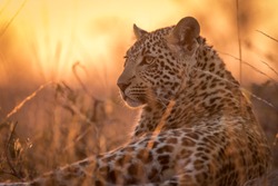 A young leopard (Panthera pardus) resting on a termite mound while the sun is setting behind it