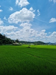 summer green rice field. 
Rural landscape.