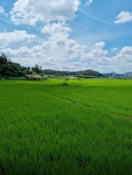 summer green rice field.  Rural landscape.