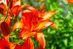 Beautiful orange lily in a blooming garden.