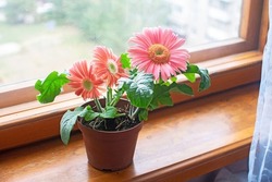 Beautiful pink gerbera in a flower pot on a windowsill.