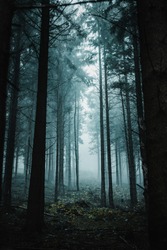 Mystic moody forest view with heavy fog and dark mysterious vibes. Foggy and misty nature scenery of a pine forest. Harz National Park in Germany