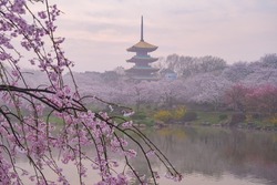Early Spring Scenery of Cherry Blossom Garden in East Lake Scenic Area, Wuhan City, Hubei Province