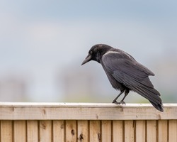 A single passerine carrion crow, Corvus corone, on a perch in the UK
