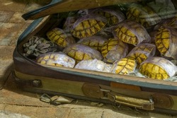 A battered suitcase full of Tortoise shells being smuggled out of the country. Animal smuggling concept.