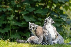 A group of alert, resting ring-tailed lemurs, Lemur catta. A large strepsirrhine primate at Jersey zoo.
