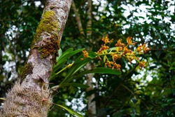 Endemic wild orchid (Grammangis ellisiiof) flowering on a tree trunk in its natural habitat. Rain forest of the Eastern Madagascar. 