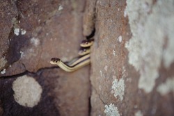 Massachusetts Garter Snake and Family: Three Snakes