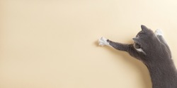 Grey cat on yellow background, looks and stretches paw. Copy space, banner, top view.