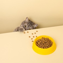A cute gray cat and a bowl of food on a yellow background. Reaching for his favorite food, little thief.