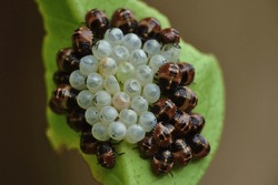 Stink bug. Just hatched stink bugs (Halyomorpha halys) are seen clustered around their empty egg shells on a green leaf.