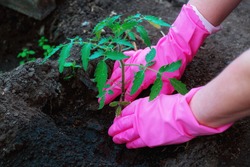 Planting tomato seedlings in the ground in early spring. The hands of a farm worker in pink gloves plant a tomato bush in the ground. The concept of agricultural development. Selective focus