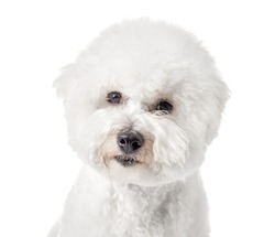 Bichon Frise puppy. Dog isolated on a white background. White dog. Bichon after grooming. Close-up.