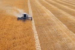 Separate method of harvesting grain. Self-propelled harvester mows ripe ears. On the left is a wheat field, on the right is stubble with mown rolls. Shooting from a drone.