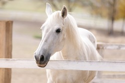 white horse stallion. beautiful horse in the corral.