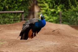 It is a photo of a peacock wandering on a path of a farm. The bird was quite outstanding with the environment