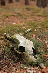 Cow skull lying on the ground. Dried cow skull. Side view. Skull of a bull or cow animal. cow skull in the forest. forest pollution.