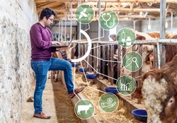 Smart and modern livestock farming concept. Young farmer using a laptop and statistics wireless on a PC app in a modern barn. Reading a dairy cows data ear tag.