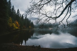 mystical lake in the mountains, against the background of pine trees in the fog