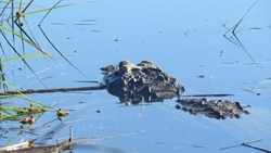Back View of Floating Alligator; Ravenel, South Carolina.Scales