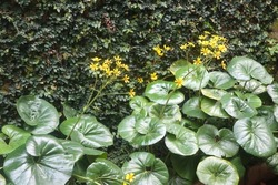 Bed of Handsome Ligularia Plants under Ivy Covered Stone Wall.