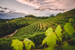 Italian vineyard and countryside at sunset, Aquila del Torre, Friuli Venezia Giulia, Udine Province. Wine farm, Italy