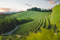 Vineyard at sunset, Friuli Venezia Giulia region, Udine Province