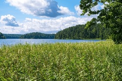Bulrush plants growing on the coast of Asveja lake surrounded by forest. Longest lake in Lithuania located in Asveja Regional Park. Summer season waterscape scenery landscape.