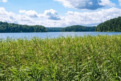 Bulrush plants growing on the coast of Asveja lake surrounded by forest. Longest lake in Lithuania located in Asveja Regional Park. Summer season waterscape scenery landscape.