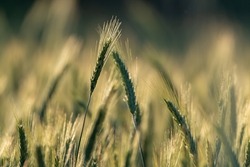 Cereal in the field. Close-up of ears of ripening rye. Farming in the countryside. Rural landscape.