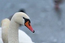 Portrait of a swan. Closeup of head with beak. The white feathers and orange beak of this magnificent bird.