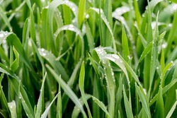 Emerging green grain. Saturated green grass leaves with drops of morning dew.