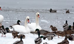 Swans and ducks in ice water in close-up. Feeding water birds on the beach in winter. Feeding swans and ducks.