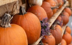 Halloween pumpkin composition. Ripe pumpkins stacked on shelves. Autumn harvest before Halloween.