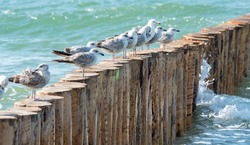 The birds of the Baltic Sea. Silvery gulls on a wooden breakwater with seaweed and algae. A group of seabirds in a row on a breakwater in the Baltic Sea.
