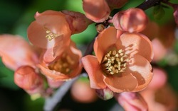Japanese quince flowers in close-up. Blooming Japanese quince, orange flowers on the plant.