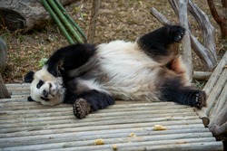 Close-up of a sleeping panda