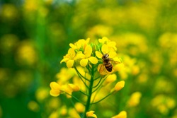 Golden lush blooming rapeseed, bees are collecting nectar