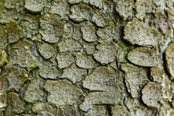 Texture of the bark of a tree spruce