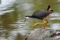 Image of white-breasted waterhen bird(Amaurornis phoenicurus) are looking for food on rock in swamp 