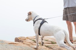 Dog Hiking and Rock Climbing in Acadia National Park, Maine